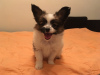 Photo №1. papillon dog - for sale in the city of Москва | 677$ | Announcement № 9110