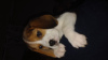 Photo №2 to announcement № 96088 for the sale of beagle - buy in Italy breeder