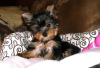 Photo №1. yorkshire terrier - for sale in the city of Los Angeles | 850$ | Announcement № 19610