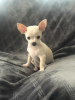 Photo №2 to announcement № 11071 for the sale of chihuahua - buy in United States private announcement