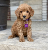 Photo №1. poodle (toy) - for sale in the city of Сан-Хуан | 300$ | Announcement № 49855