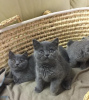 Photo №4. I will sell british shorthair in the city of London.  - price - Is free
