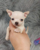 Photo №2 to announcement № 115485 for the sale of chihuahua - buy in Canada from the shelter