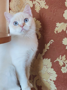 Photo №1. scottish fold - for sale in the city of Yekaterinburg | 500$ | Announcement № 3475