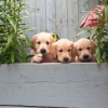 Photo №2 to announcement № 115948 for the sale of golden retriever - buy in Germany private announcement