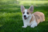 Photo №4. I will sell welsh corgi in the city of Geneva. private announcement, breeder - price - 1661$