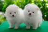 Photo №2 to announcement № 123854 for the sale of pomeranian - buy in Netherlands breeder