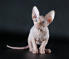 Photo №4. I will sell sphynx-katze in the city of Kharkov. from nursery, breeder - price - 400$