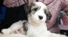Additional photos: Tibetan Terrier puppies