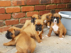 Photo №2 to announcement № 23738 for the sale of boxer - buy in Germany 