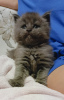 Photo №4. I will sell maine coon in the city of Москва. from nursery - price - 130$