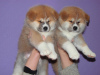 Photo №2 to announcement № 8144 for the sale of akita - buy in Russian Federation private announcement, from nursery