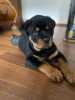 Photo №4. I will sell rottweiler in the city of Яссы.  - price - 960$