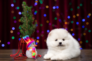 Photo №2 to announcement № 4794 for the sale of pomeranian - buy in Russian Federation from nursery