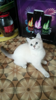 Photo №2 to announcement № 2362 for the sale of british shorthair - buy in Russian Federation from nursery