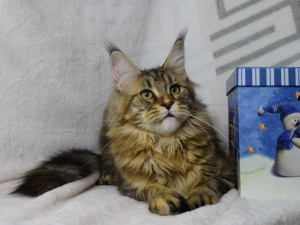 Photo №1. maine coon - for sale in the city of Stavropol | Negotiated | Announcement № 4868