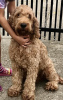 Photo №1. labradoodle - for sale in the city of Kovilj | negotiated | Announcement № 105047