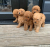 Photo №1. poodle (toy) - for sale in the city of Bern | negotiated | Announcement № 122070