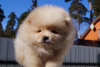 Photo №1. pomeranian - for sale in the city of Москва | 456$ | Announcement № 41067