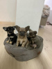 Additional photos: Selling three Chihuahua boys with official documents and vaccinated