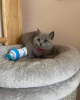 Photo №2 to announcement № 96885 for the sale of british shorthair - buy in Netherlands 