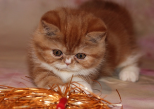 Photo №2 to announcement № 5638 for the sale of exotic shorthair - buy in Russian Federation breeder