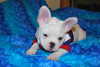 Additional photos: french bulldog