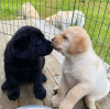 Photo №2 to announcement № 125261 for the sale of labrador retriever - buy in Germany private announcement