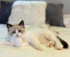 Photo №2 to announcement № 108609 for the sale of ragdoll - buy in United States private announcement