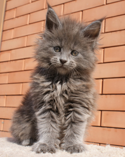 Photo №1. maine coon - for sale in the city of Rostov-on-Don | 785$ | Announcement № 6333