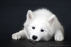 Photo №3. Samoyed puppy from Kiev kennel.. Ukraine