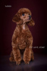 Photo №2 to announcement № 111799 for the sale of poodle (toy) - buy in Ukraine breeder