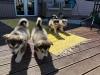 Photo №3. Alaskan Malamute puppies. Estonia