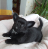 Photo №1. chihuahua - for sale in the city of Kiev | 431$ | Announcement № 9665