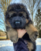 Photo №3. stunning German shepherd puppys. United States