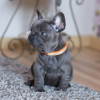 Photo №4. I will sell french bulldog in the city of Nottingham. private announcement - price - 554$