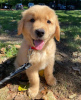 Photo №1. golden retriever - for sale in the city of Nordhorn | 423$ | Announcement № 99394