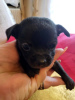 Additional photos: Chihuahua puppies