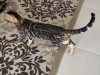 Photo №2 to announcement № 118229 for the sale of bengal cat - buy in Russian Federation breeder