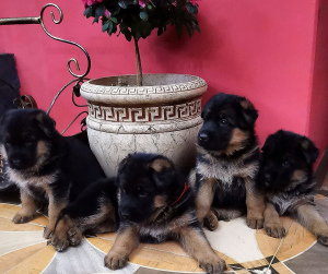 Photo №2 to announcement № 1544 for the sale of german shepherd - buy in Russian Federation from nursery
