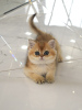 Photo №4. I will sell british shorthair in the city of Krivoy Rog. from nursery - price - negotiated