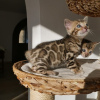 Photo №2 to announcement № 107951 for the sale of bengal cat - buy in Germany breeder