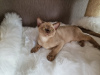 Additional photos: Sell Burmese kittens