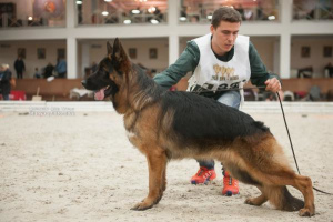 Photo №3. German Shepherd Puppy Reserve. Russian Federation