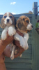 Photo №1. beagle - for sale in the city of Marseilles | negotiated | Announcement № 58285