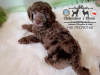 Photo №1. poodle (royal) - for sale in the city of Wałbrzych | 2113$ | Announcement № 41970