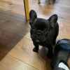 Photo №1. french bulldog - for sale in the city of Berlin | negotiated | Announcement № 19820