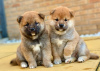 Photo №1. shiba inu - for sale in the city of Berlin | Is free | Announcement № 90586