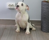 Photo №2 to announcement № 71094 for the sale of american staffordshire terrier - buy in Moldova from nursery, breeder