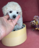 Additional photos: toy poodle puppies